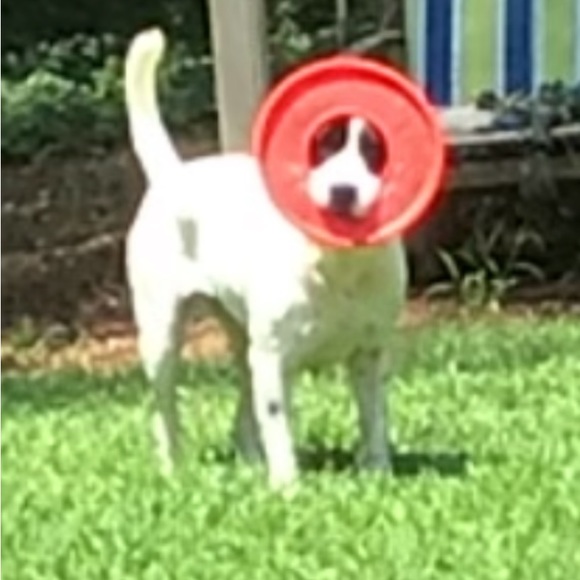 Meet your Posher, JB - Picture 2 of 11